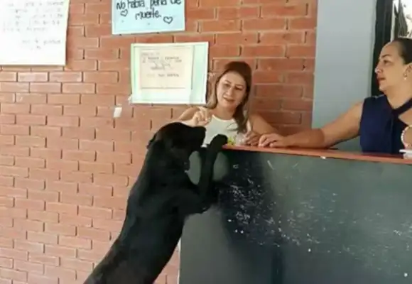 Dogs use leaves to buy snacks while they're on campus. Eat