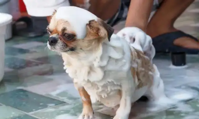How do dogs choose to bathe? Look at this article