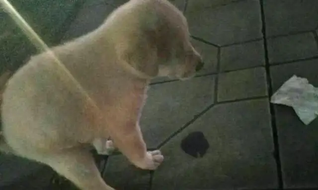 The dogs were crying, the good people took him to the hospital, and the doctors scolded him