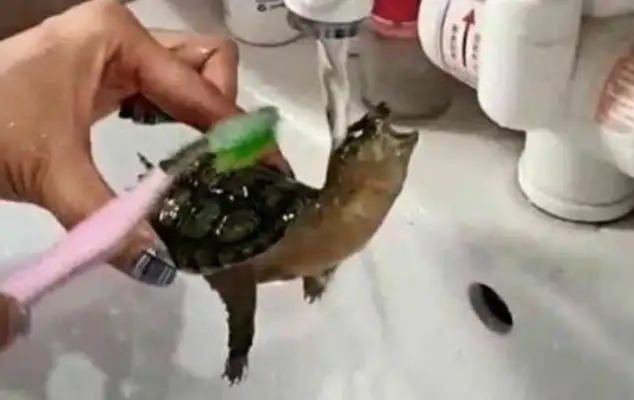 The woman bathed the turtle. She was a curious tortoise