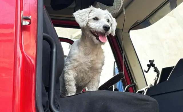Transnational petting: From Korean dog farm to new home in America