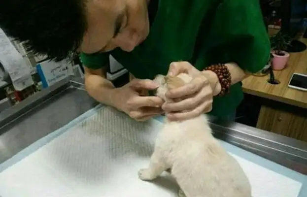 The dogs were crying, the good people took him to the hospital, and the doctors scolded him