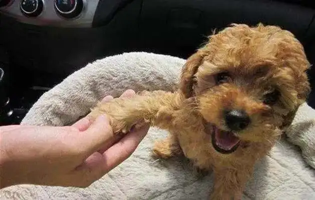 How does Teddy train for three months