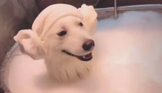Samoye bathe, master: you're no longer a mortal after the gold sting