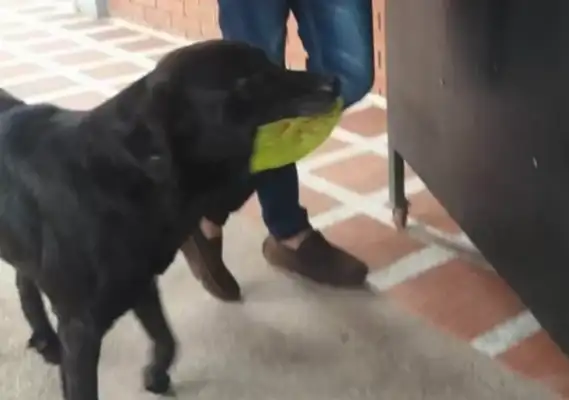 Dogs use leaves to buy snacks while they're on campus. Eat
