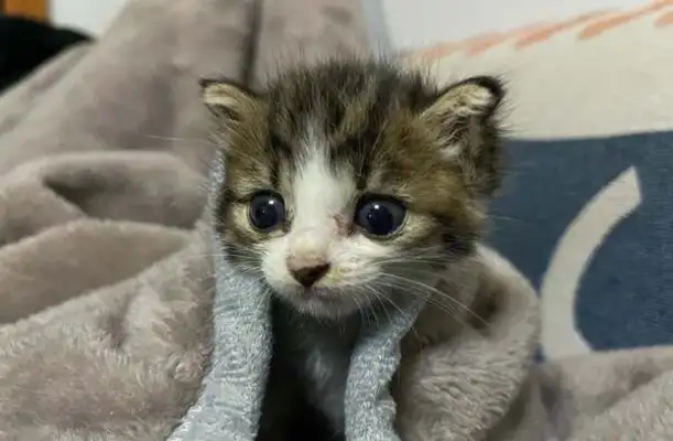 What do you need to prepare for a baby cat