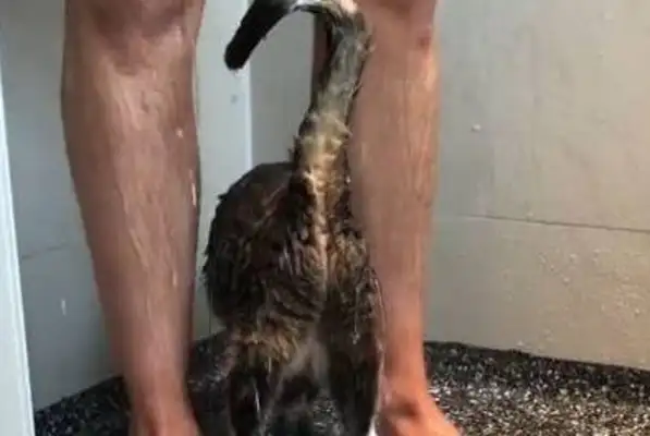 The man was in the shower, and the cat slipped into the bathroom