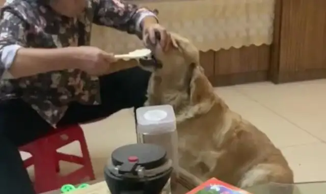Looks like Grandma's got a big dog and 