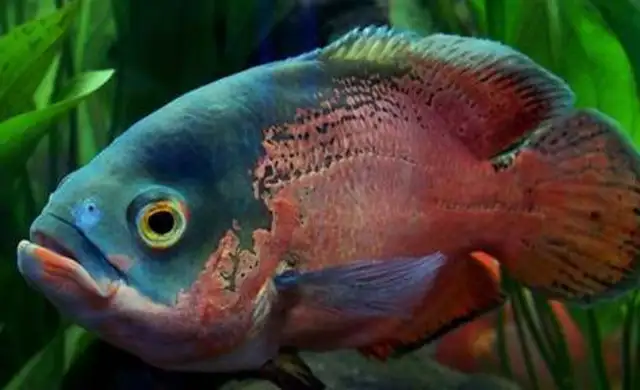 What's the temperature of the map fish
