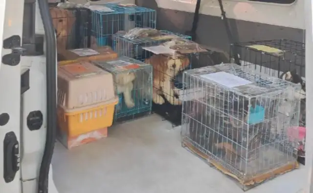 Transnational petting: From Korean dog farm to new home in America