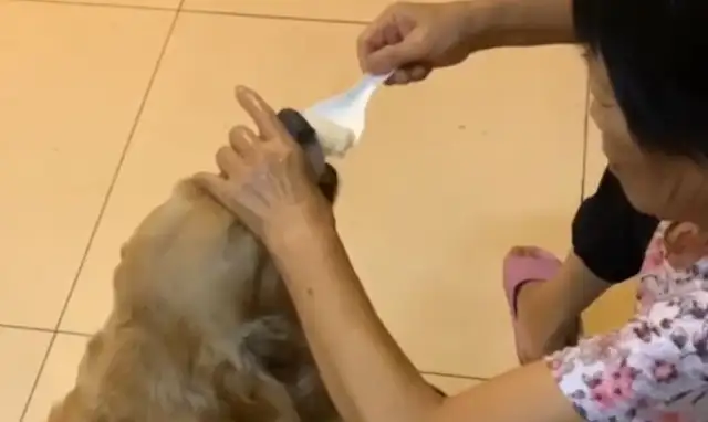 Looks like Grandma's got a big dog and 