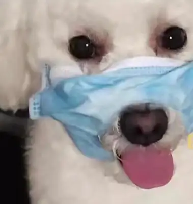 The pet dog went to the beauty shop to take a bath, and he cut his tongue off