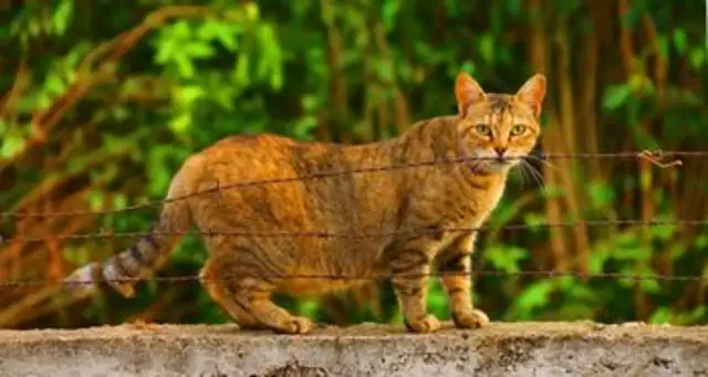 What do beaver cats do for beauty