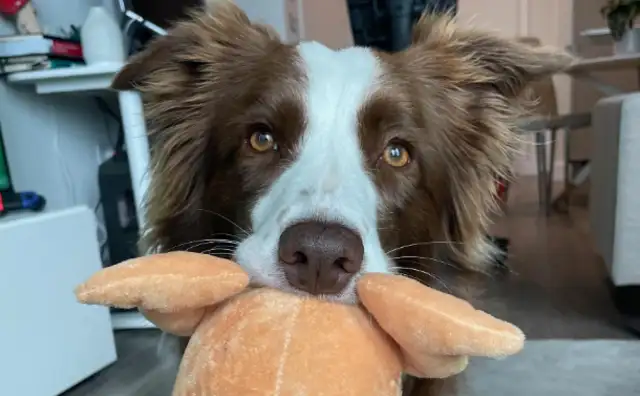 The study found that gifted dogs have the human ability to understand words labels