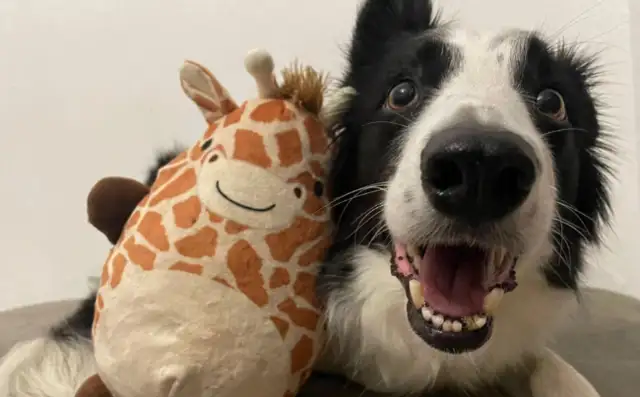 The study found that gifted dogs have the human ability to understand words labels