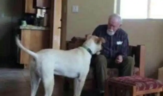 My son sent a dog to his father with the dementia and saw his family on the phone and cried. Noodles