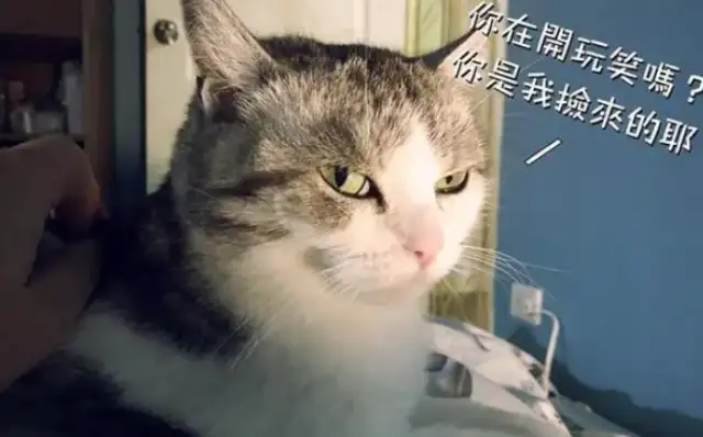 The master missed cat snacks, and he threw up and down, and the cat: