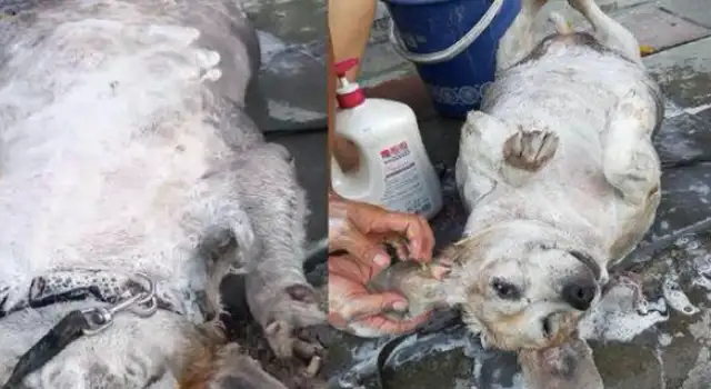 The master bathed the dog on the road and the passers-by mistakenly thought he was washing pork