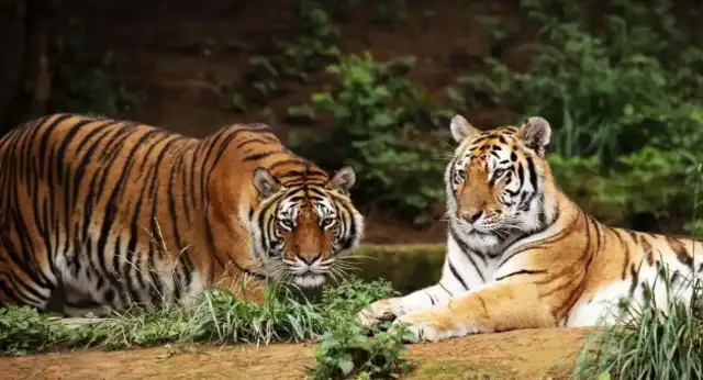 Is a tiger poison? Yunnan's 200-pound tiger is ready to eat