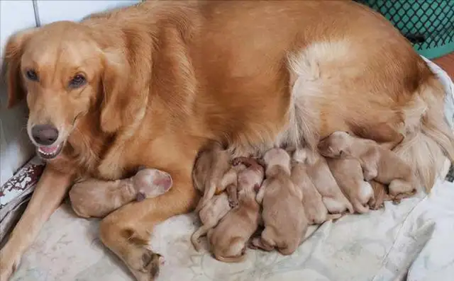 How old is a bitch to have a puppy