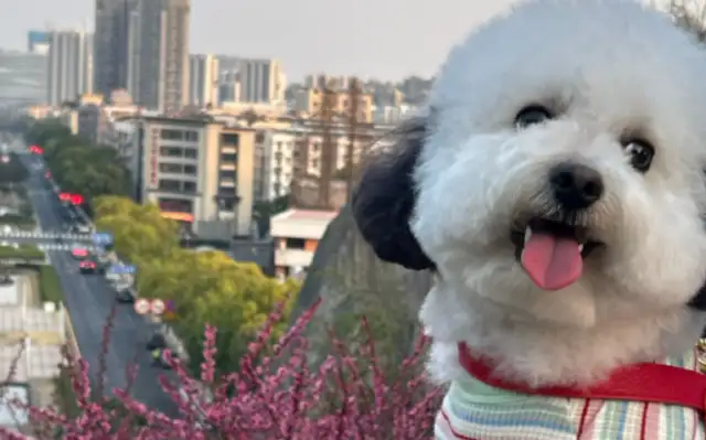 The world's first pet genetic identification system landed, making it easier to settle claims