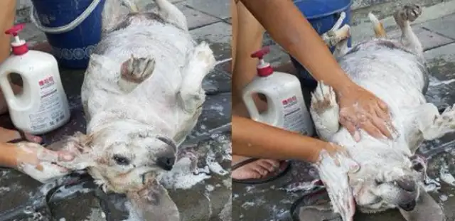 The master bathed the dog on the road and the passers-by mistakenly thought he was washing pork