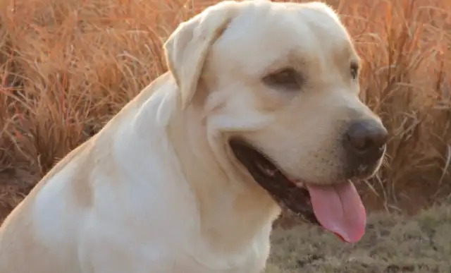 The world's first pet genetic identification system landed, making it easier to settle claims