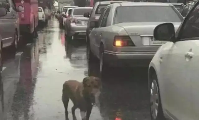 The dog wandered through the traffic, the roadmen were curious to see it, weeping to learn the truth