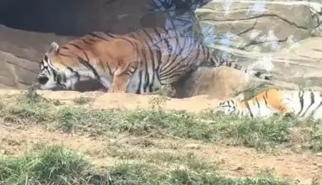 Is a tiger poison? Yunnan's 200-pound tiger is ready to eat