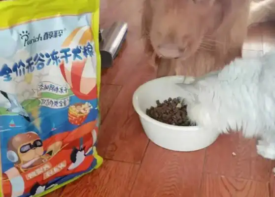 There's no truth to the rumors that Cat and Dog Express is being poisoned by syringes and that Internet snacks are being poisoned