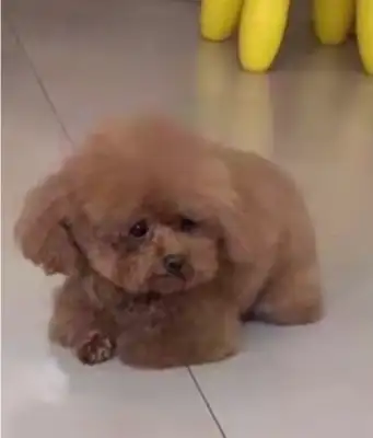 Take Teddy to the pet store for a bath, and when he picks it up, the dogs cry: Why didn't Ma pick me up