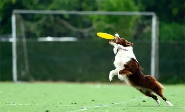 How do you play with a dog