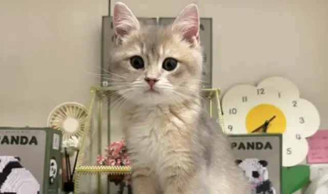Smart devices drive the pet economy to grow in hundreds of billions of scales, and new opportunities arise