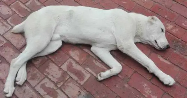 What's wrong with the dog? Help