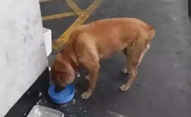 The dog wandered through the traffic, the roadmen were curious to see it, weeping to learn the truth