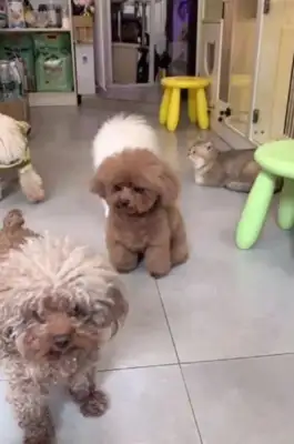 Take Teddy to the pet store for a bath, and when he picks it up, the dogs cry: Why didn't Ma pick me up