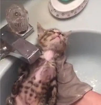 Cats bathe so sad that they have an unlovable face