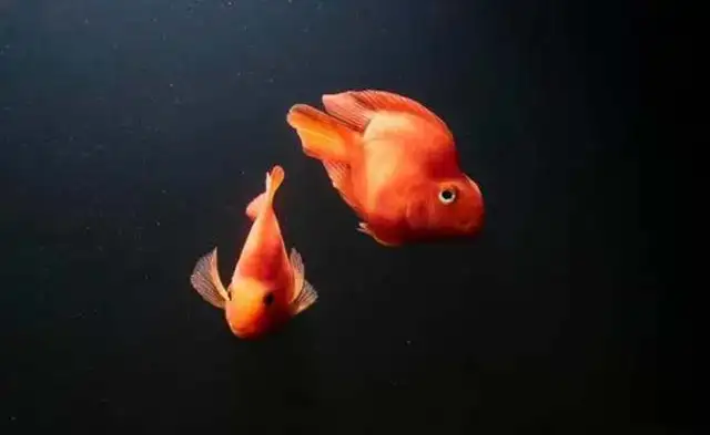 Can a parrot fish be red? How can a rookie make a parrot fish more colorful