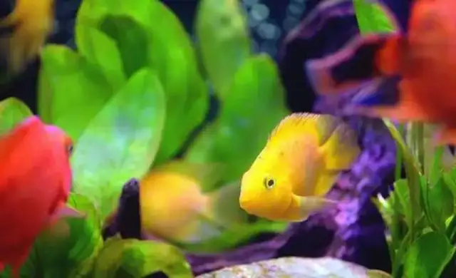 Can a parrot fish be red? How can a rookie make a parrot fish more colorful