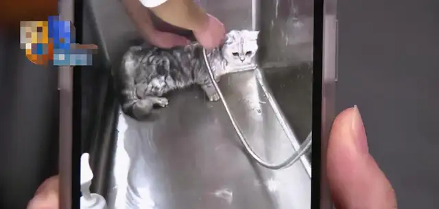 A hot girl takes a pet cat to bathe, and a cat dies accidentally in a dryer. Lee