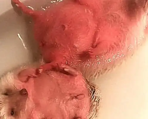 The boyfriend took a bath for the hedgehog, and the master went in, and he got scared
