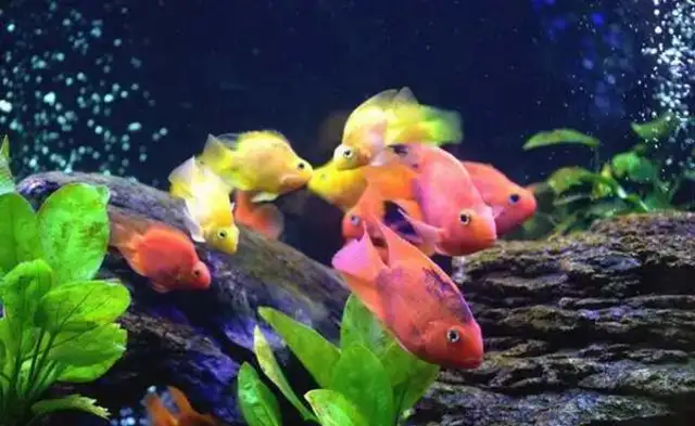 Can a parrot fish be red? How can a rookie make a parrot fish more colorful