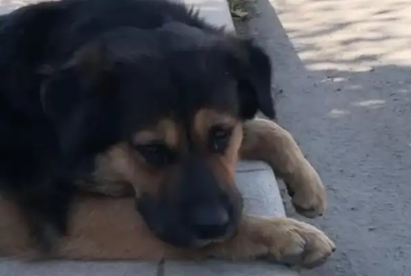 A stray dog isn't bait for snacks, but for his friends! I didn't expect to see the dog the next day