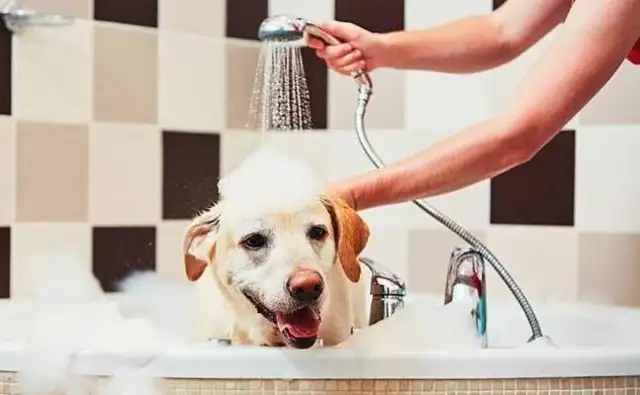 Do dogs smell because they don't bathe? Do seven things to help the dog say goodbye