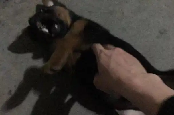 The fragrance of food leads to the little stray dog at home, girl: Will you leave the poor thing behind