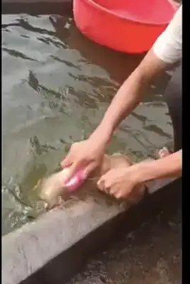 The netizens put the dog in the pool to bathe. The dog looks so painful and funny