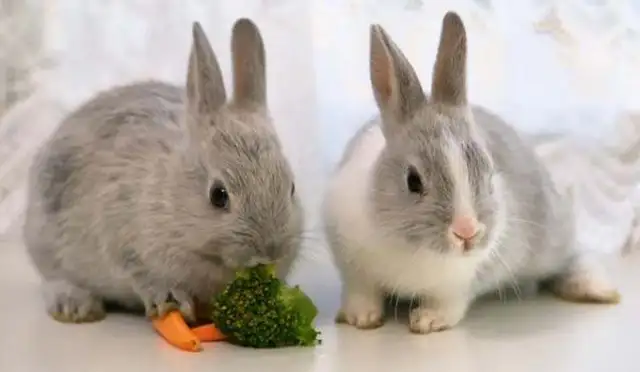 Can rabbits eat rice