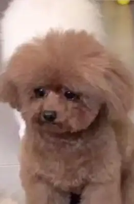 Take Teddy to the pet store for a bath, and when he picks it up, the dogs cry: Why didn't Ma pick me up
