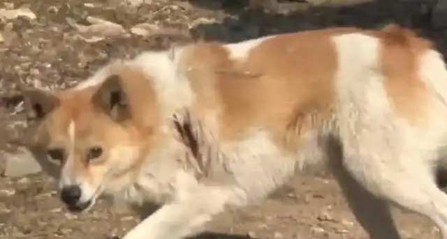 The girl's shoe shop came with five dog customers. Netizen: Looks hairy, but nothing