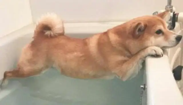 I hate bathing, I can't help myself